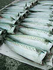 saba01.jpg